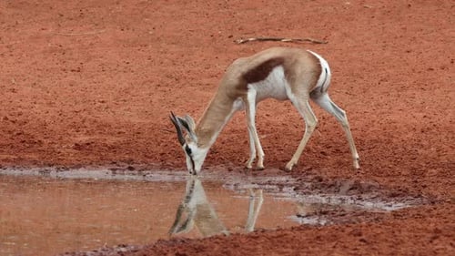 Springbok Antelope Drinking At A Waterhole