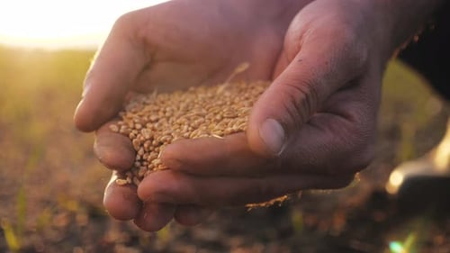 Farmer's Hands Holding Grain at Sunset