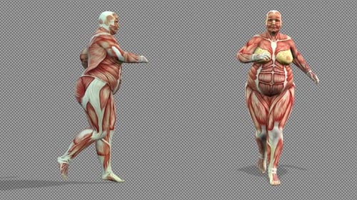 Female Body Transformation from Obese to Lean Anatomy 3D