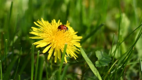 Ladybug on Dandelion in Spring Meadow