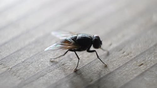 Domestic Fly In Detail