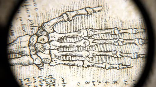 Anatomy art