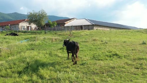 Small Animal Farm In Bulgaria