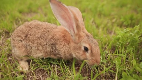 Hase geht auf einer Wiese