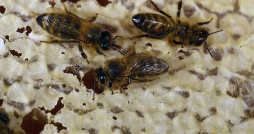 European Honey Bee, apis mellifera, bees that move honey to make room for brood
