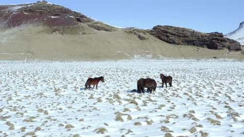Wilde Islandpferde bei verschneiten Bedingungen mit wunderschöner Islandlandschaft
