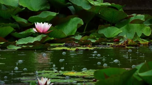 Lotus Flowers On Lake Water And Rain 1