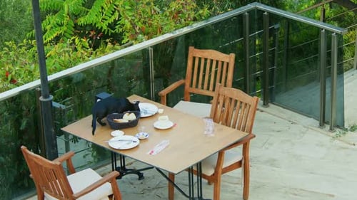 Black Cat Investigates Food on an Outdoor Table