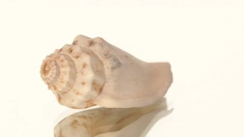 Little Marine Sea Shell Isolated on White, Rotation, Reflection