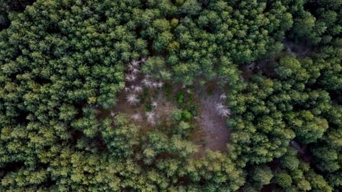 Aerial View. Flying over the beautiful green forest in a rural landscape. Top view of trees in fores