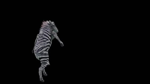 Dancing Zebra 3D Animation on Black Background