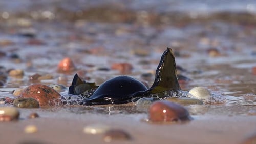 Verschmutzung des Strandes