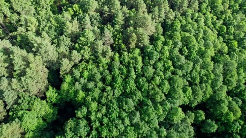 Hermosa panorámica sobre las copas del bosque