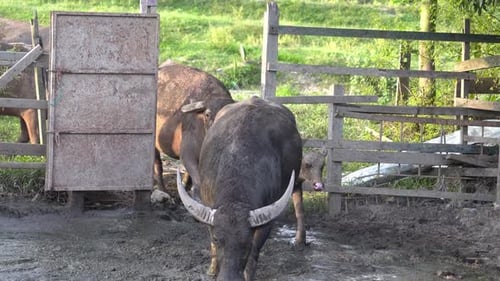Water Buffalo Herd Standing near Wooden Fence