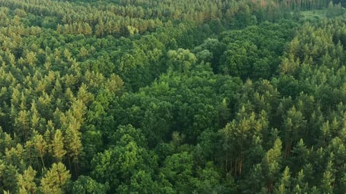 Aerial View Green Forest Woods And Small Marsh Bog Swamp Pond Landscape In Summer Day