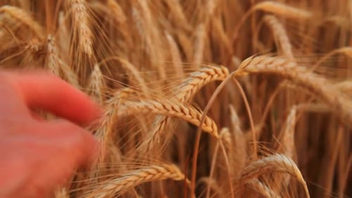 Farmer Palmhand Touching Ripe Barley