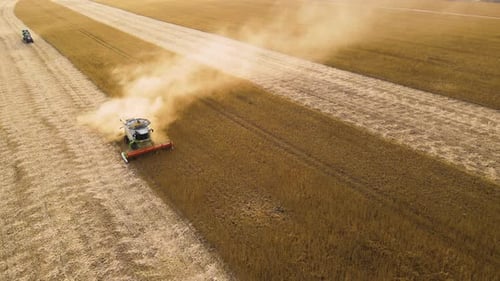 Aerial View of Combine Harvester Working During Harvesting Season on Large Ripe Wheat Field