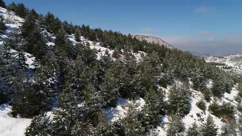 Forêt enneigée