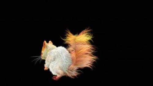 Animated Stylized White Squirrel Walking and Looking