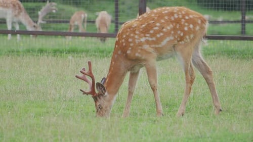 Sika-Hirsch, Cervus Nippon Auch bekannt als das Fleckhirsch oder das japanische Reh. Wiederkäuer-Säugetier ist