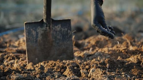 Hand Sowing Seeds in Tilled Rural Soil