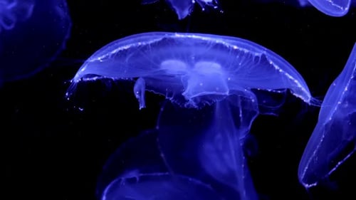 Glowing Jellyfish Drifting Underwater in the Dark