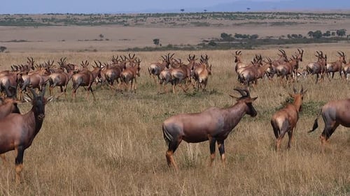 Herd of Topi Walking Across African Savanna
