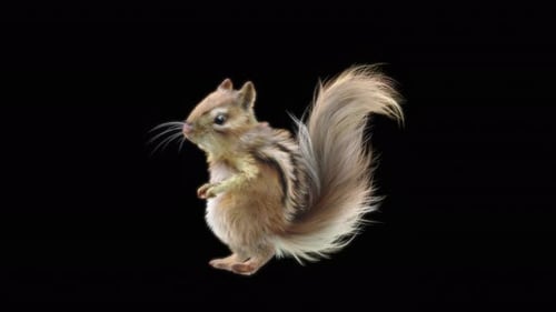 73 Chipmunk Tanzen 4K
