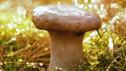 Mushroom Boletus In a Sunny Forest in the Rain.