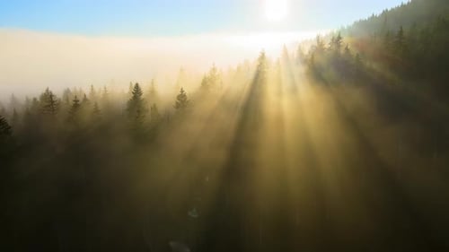 Aerial View of Amazing Scenery with Foggy Dark Mountain Forest Pine Trees at Autumn Sunrise