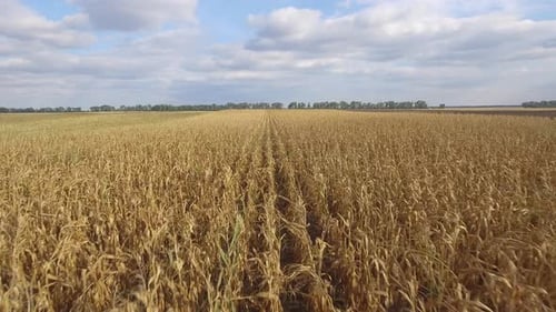 Flying Above Corn Field