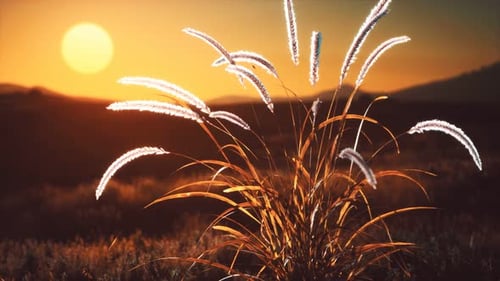 Wildblumen auf Hügeln bei Sonnenuntergang