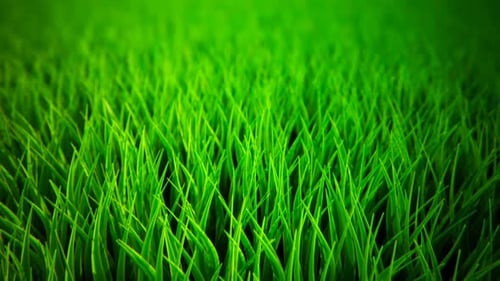 Infinite animation of pure green grass at the meadow. Closeup. Loopable. HD