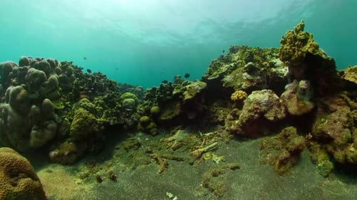 Coral Reef Tropical Fish