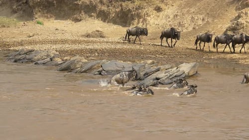 Gnus jumping and crossing a river