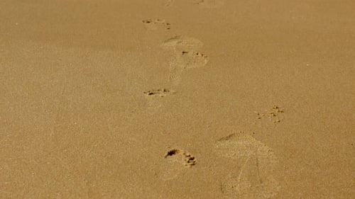 Small child and adult footprints in the sand walking side by side. PAN UP SHOT.