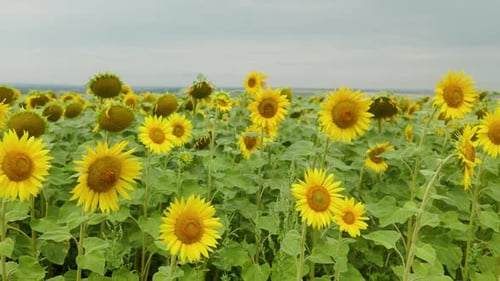 video of sunflower field. Agriculture. Aerial view of sunflowers.
