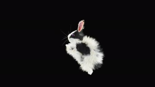 Cute Black and White Rabbit Hopping Animation