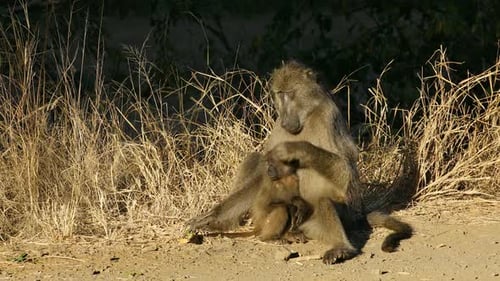 Babouin Chacma avec bébé