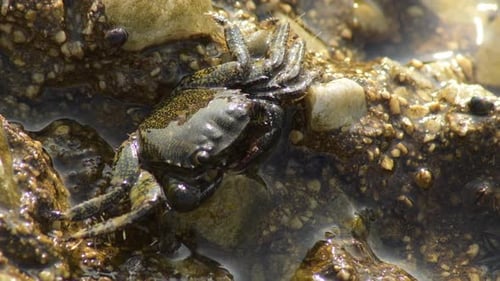 Warty Crab in a Rock in the Beach