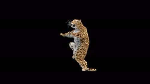 Leoparden-Tanzen 4K