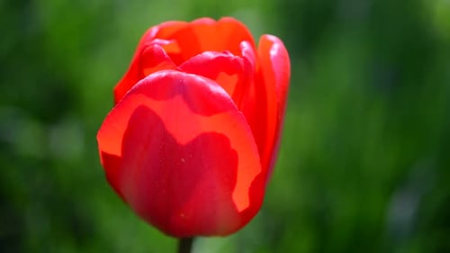 Tulips in the Spring 7