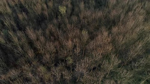 Forest Drone (4K)