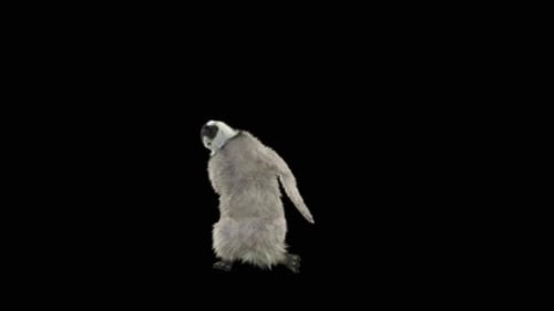 Penguin Dancing HD