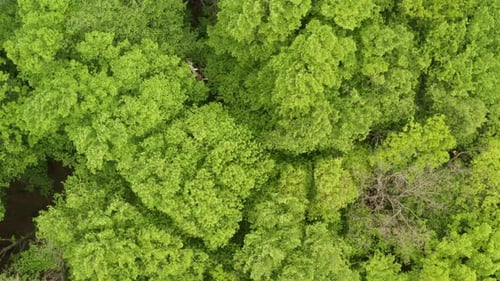 Wald 05