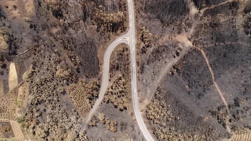 Burning forest. Climate change, ecology, earth