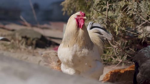 Freerange One Big White Domestic Rooster Chicken on a Small Rural Eco Farm Hen Looking at Camera
