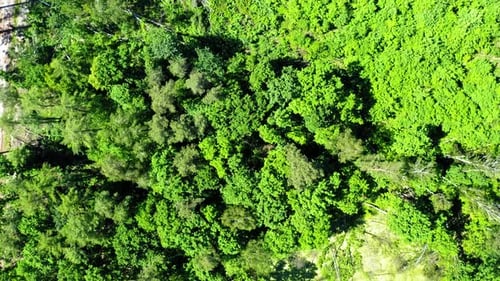 Aerial view of green forest in summer, Poland