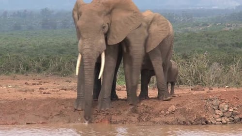 Herde afrikanischer Elefanten