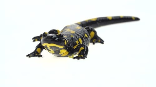 Colorful Salamander Posing on a White Background